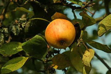 Apfel