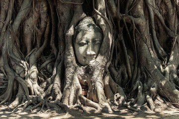 Buddha Head in Tree Roots, Thailand - obrazy, fototapety, plakaty