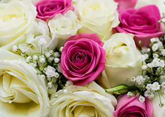 Roses