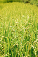 Green rice field