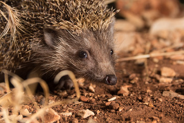 cute headghog, at night