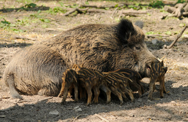 Wildschwein Nachwuchs