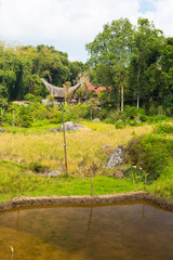 Idyllic landscape in Tana Toraja