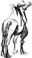 Dromedary (camel). Ink sketch.