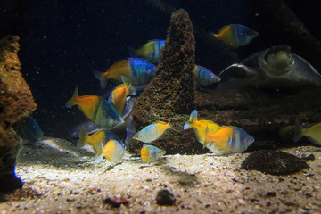 Aquarium