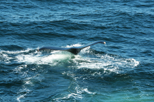 Walfluke