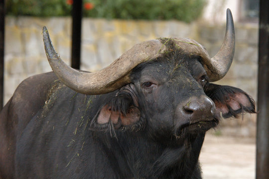 Cape buffalo (Syncerus caffer caffer).