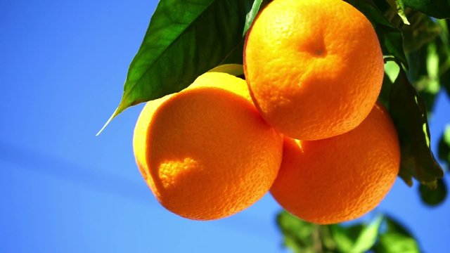 orangetree in the sun with blue sky
