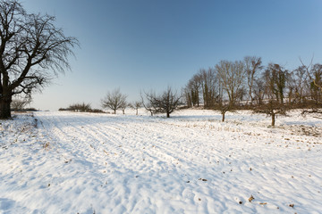 Neige sur la campagne et arbres
