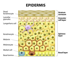 Cell in the epidermis - obrazy, fototapety, plakaty