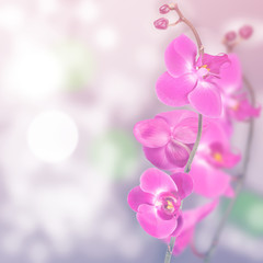 Naklejka na ściany i meble Beautiful floral abstract background, isolated orchids