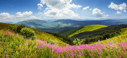 Foto op Canvas wild flowers on the mountain top © Pellinni