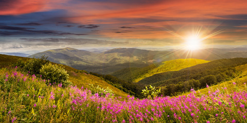 wild flowers on the mountain top at sunset - Powered by Adobe