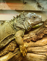 Fototapeta premium Iguane