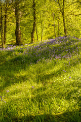 Obraz premium Bluebell Flowers