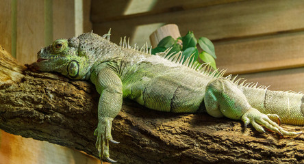 Fototapeta premium Iguane