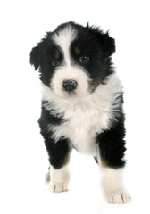 puppy australian shepherd