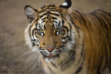 Fototapeta na wymiar Tiger, portrait of a Sumatran Tiger