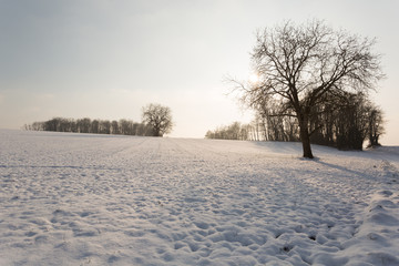 Neige et arbre