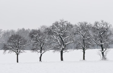Fototapeta na wymiar Snowy trees in winter