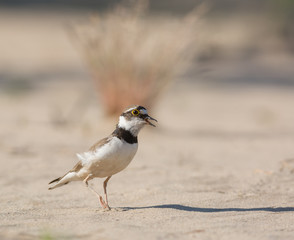 Little Ringed Plover