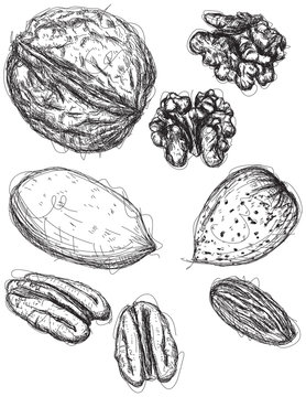 Walnut, pecan, and almond sketches