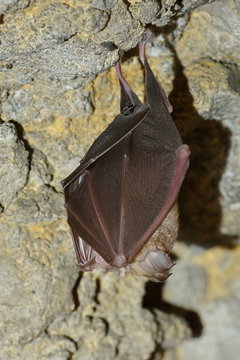 bat hanging in the cave