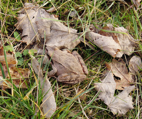 Agile frog (Rana dalmatina, Bonaparte) in autumn leaves
