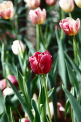 Tulips in garden