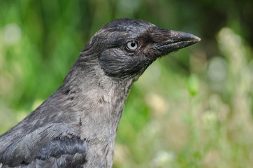 Fototapeta premium Eurasian Jackdaw Portrait
