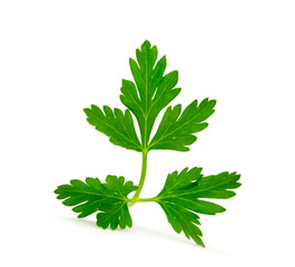 green leaves of parsley isolated on white background