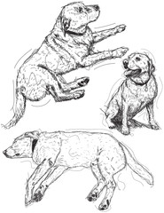 Labrador Retriever sketches