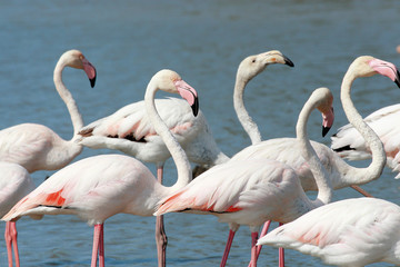 uccello acquatico fenicottero rosa