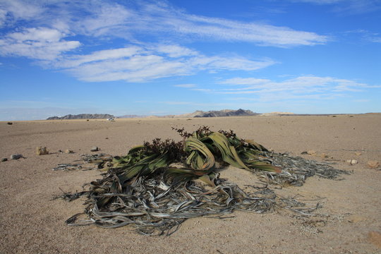 Welwitschia mirabilis