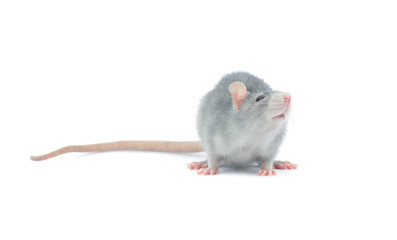rat
