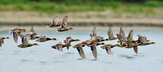 Fototapeta premium wild ducks flying over the lake