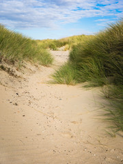 sand path through dune grass