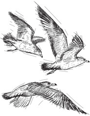 Fototapeta premium Flying seagulls