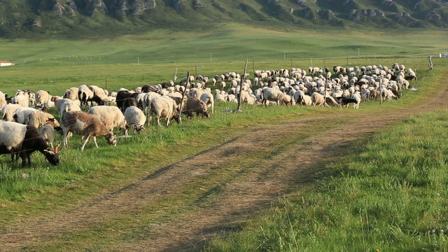 sheep walking on plain trail