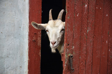 Goat