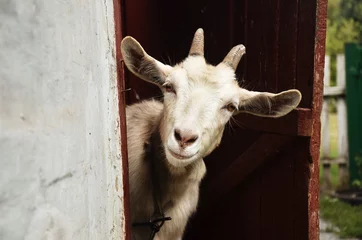 Fotobehang Goat © rostyle
