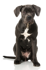 Cane Corso