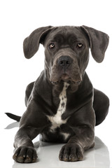 Obraz premium Cane Corso