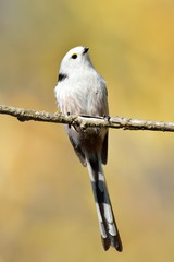 long tailed tit in natural habitat (aegithalos caudatus)