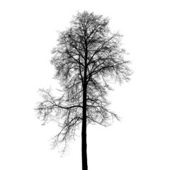 Leafless birch tree silhouette isolated on white