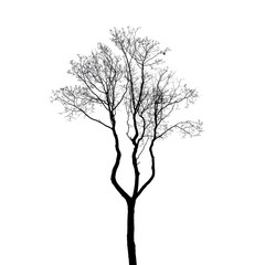 Leafless tree silhouette isolated on white