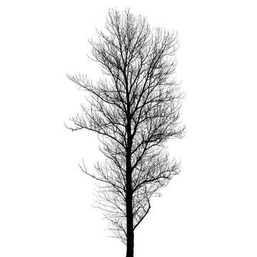 Leafless poplar tree silhouette isolated on white