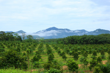 Orange trees plantation