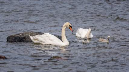 Obraz premium Swans and chicks