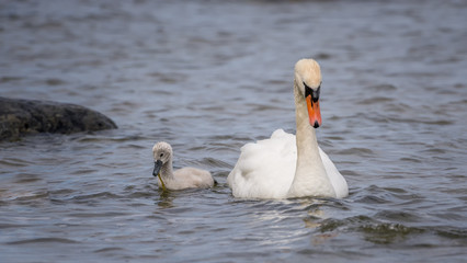 Obraz premium Swan and chick